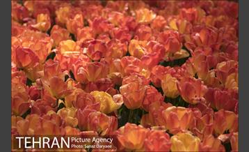 روز تعطیل در بوستان ملت 14