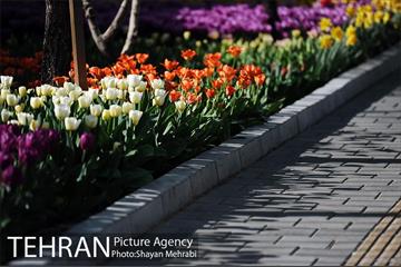 پیاده راه لاله مادران 32