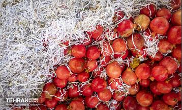 یـاقوت سرخ  16