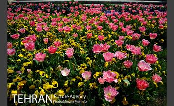 رویش گل های لاله در پارک شهر 11