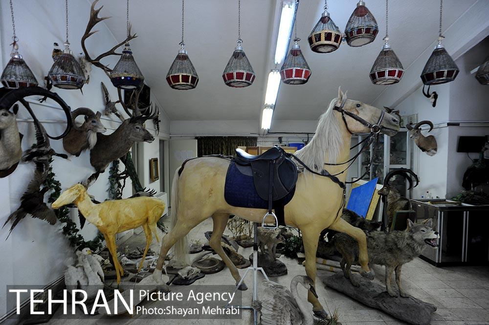 موزه طبیعت و حیات وحش دارآباد تهران 20