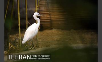 باغ پرندگان 4