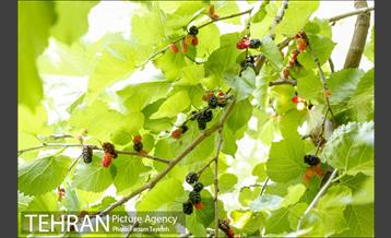 فصل برداشت توت از باغات سولقان 19