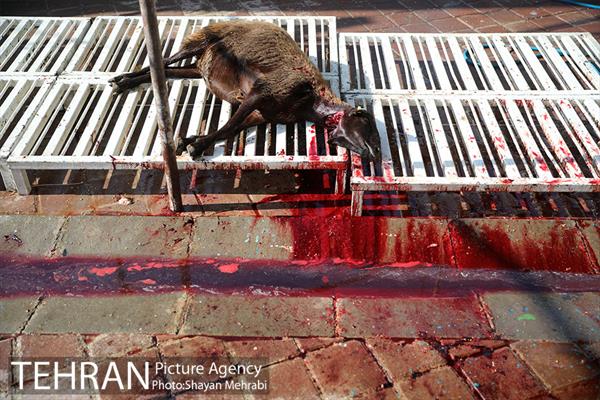 مراکز عرضه دام بهداشتی به مناسبت عید قربان 23