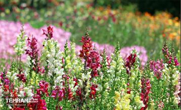 طبیعت بهاری در باغ ملی گیاهشناسی ایران 8