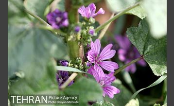 بهار در تهران 39