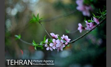 شکوفه های بهاری در پایتخت 3