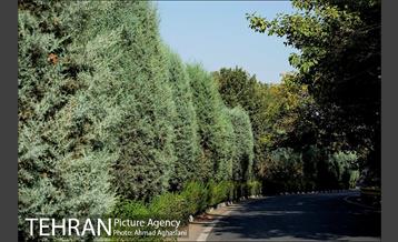 پارک جنگلی چیتگر 4