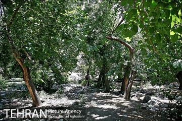 توتستان های طرشت، طعم شیرین طهران قدیم 5