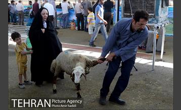 مراکز عرضه بهداشتی دام زنده 23