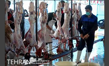 مرکز عرضه دام بهداشتی به مناسبت عید قربان در منطقه 14