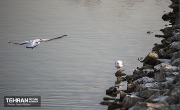 پرندگان مهاجر دریاچه چیتگر 34