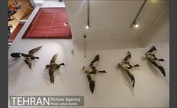 موزه طبیعت و حیات وحش دارآباد 7