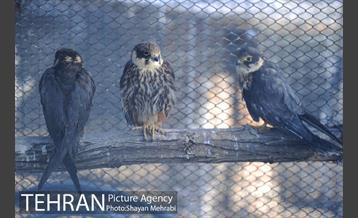 پارک پردیسان 13