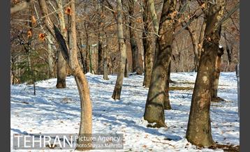 فصل زمستان در بوستان ملت 39
