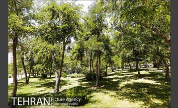 بوستان گلابدره 13