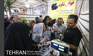 جشنواره شاتوت و محصولات محلی دهستان سولقان 6