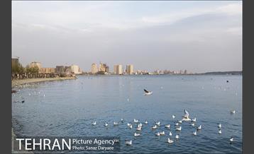 دریاچه شهدای خلیج فارس 4