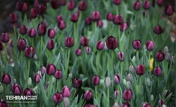 به وقت اردیبهشت؛ باغ ایرانی 19