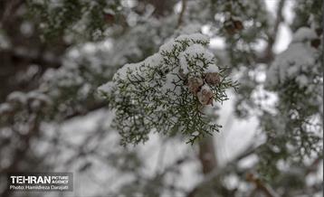 روایت مه‌و‌برف در بوستان سنگی تهران  11