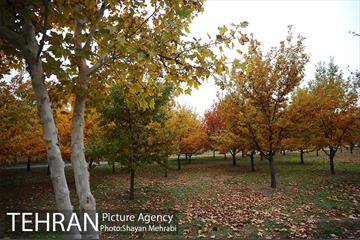 باغ گیاه‌شناسی ملی ایران 18
