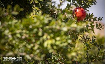 یـاقوت سرخ  8