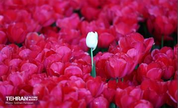 لاله‌ها میهمان باغ ایرانی 49