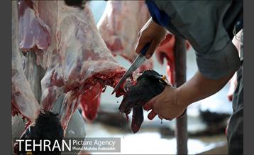 مرکز عرضه دام بهداشتی به مناسبت عید قربان در منطقه 14