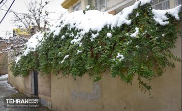 درکه پس از بارش برف  9