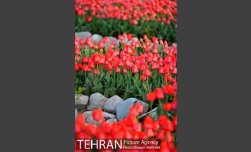 روش گل های لاله در باغ ایرانی 14