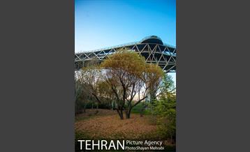 پاییز پل طبیعت 40