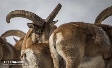 حیات وحش تهران  34