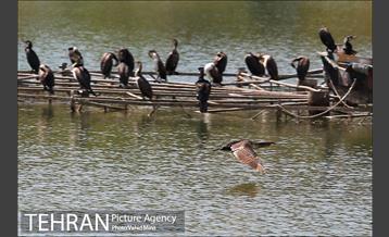 حضور پرندگان مهاجر در تهران 9