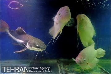 آکواریوم پارک شهر 10