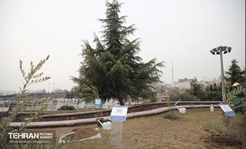 آئین روز درختکاری با حضور سفیران و نمایندگان کشورهای خارجی 6