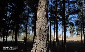 بازدید اصحاب رسانه از روند انجام عملیات احیای چیتگر 48