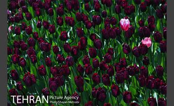 پیاده راه لاله مادران 13