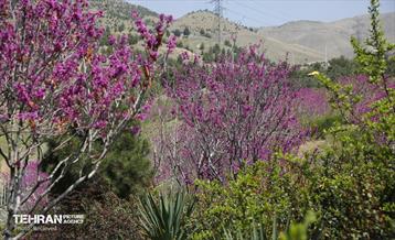 هوای بهاری منطقه 5 26