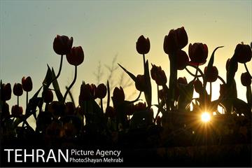 برج میلاد میزبان لاله های بهاری و تخم مرغ های رنگی 13