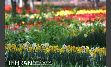 رویش گل های لاله در باغ ایرانی 39