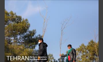 کاشت 2200 اصله نهال در بوستان جنگلی چیتگر 25