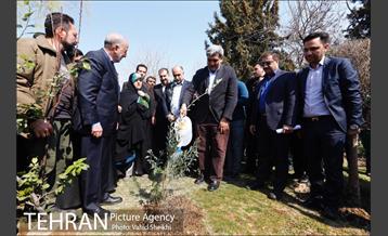 آیین کاشت درخت مادر 35