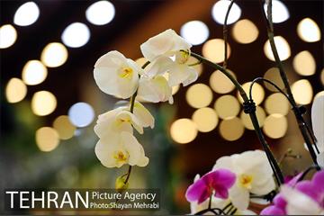نمایشگاه گل و گیاه در بوستان گفتگو 42