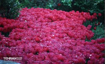 به وقت اردیبهشت؛ باغ ایرانی 28