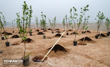 مراسم روز درختکاری 28