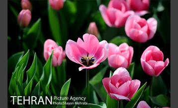 پیاده راه لاله مادران 15