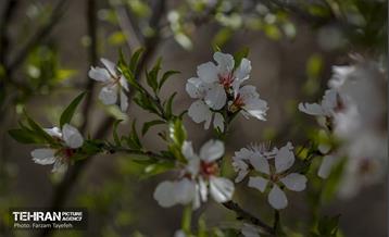 و اینک بهار 15