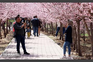 شکوفه‌های بهاری در بوستان سمن‌ها 18