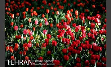 رویش گل های لاله در باغ ایرانی 3