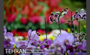 شانزدهمین نمایشگاه بین المللی گل و گیاه تهران - 2 19